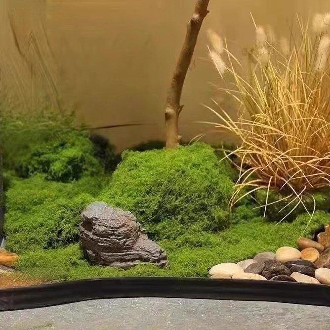 Musgo da Vida Eterna 200g para - Bonsai Garden Mini avaliação e preço