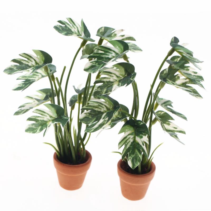 Novo. 1PC Planta Verde Monster - Bonsai Garden Mini avaliação e preço